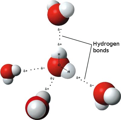 hydrogen bond in water