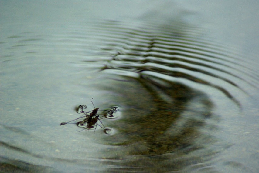 waterboatman on water